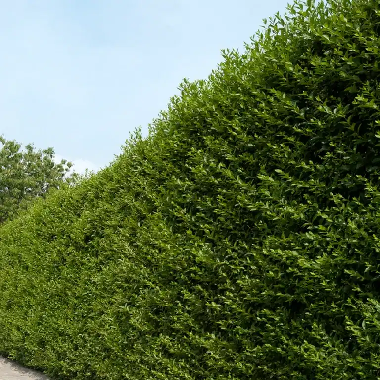Ligustrum ovalifolium 4,5L
