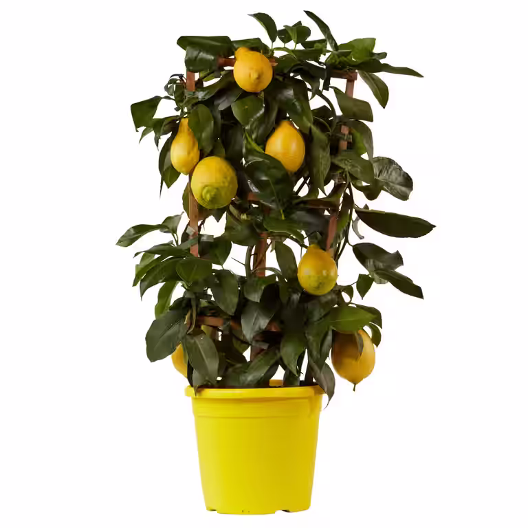 Sitron på espalier