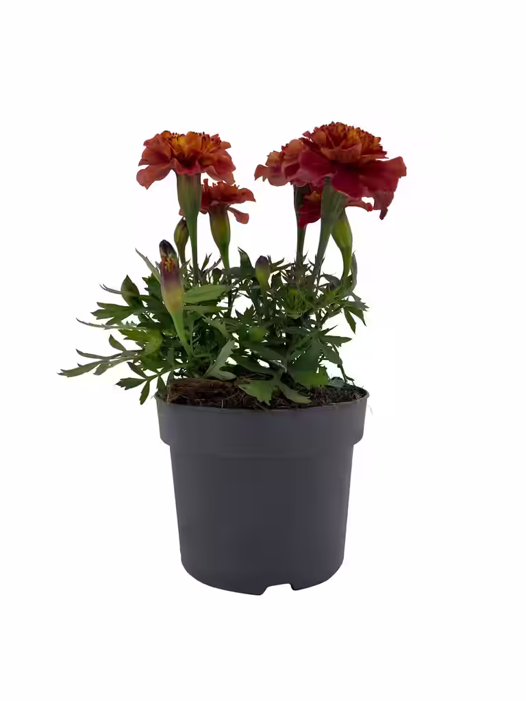 Tagetes