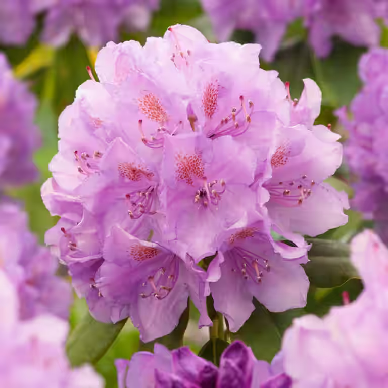 Rododendron 'Catawbiense Grandiflorum'