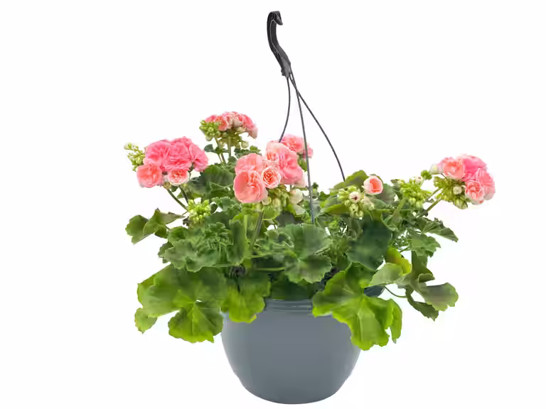 Pelargonia 'Astrid'
