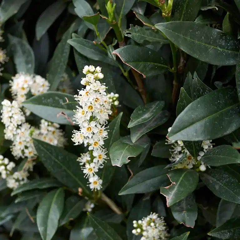 Prunus laurocerasus 'Otto Luyken' 29cm