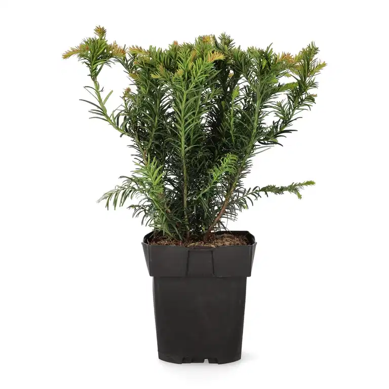 Taxus baccata 'Repandens' 17cm