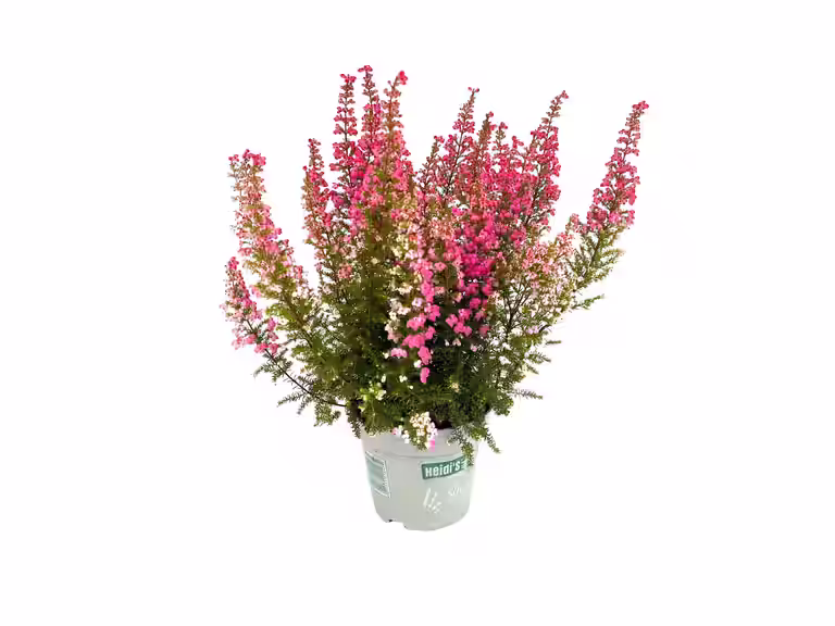 Erica 'Heidi's'