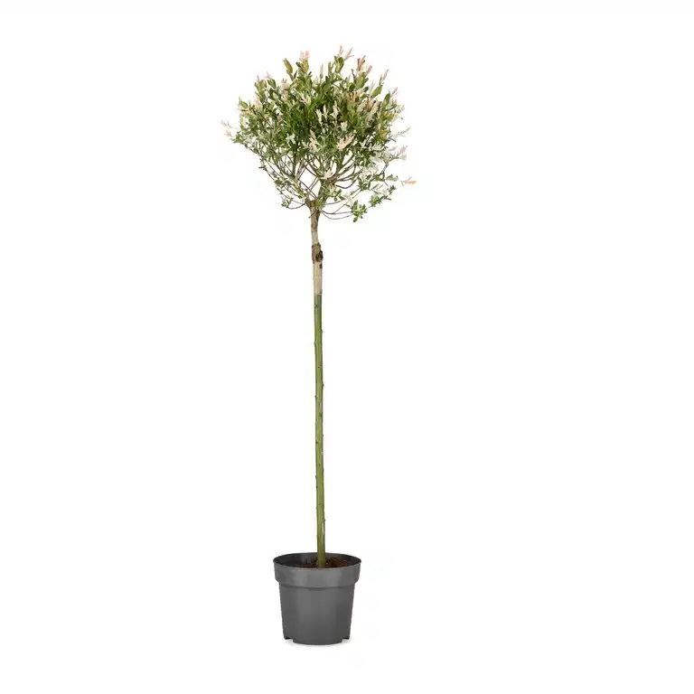 Salix integra 'Hakuro-Nishiki' stem 80 cm 21cm