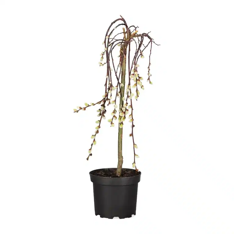 Salix caprea 'Kilmarnock' stem 80 cm 21cm