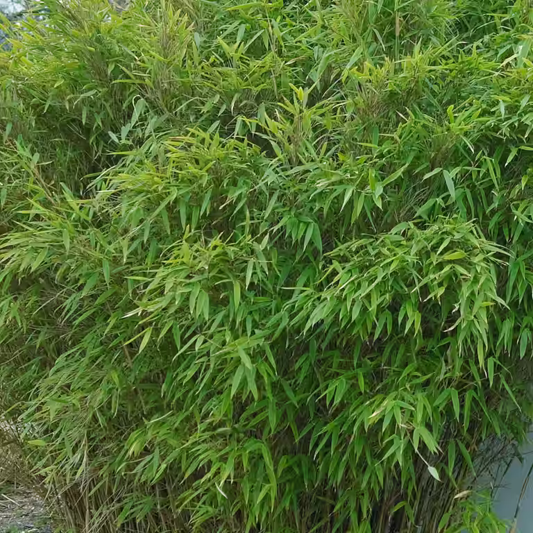 Gulrørgras 'Jumbo' XXL