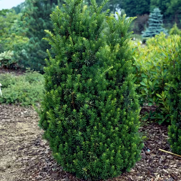 Hybridbarlind 'Hillii'