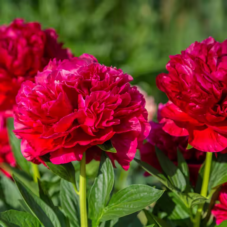 Silkepion 'Red charm'