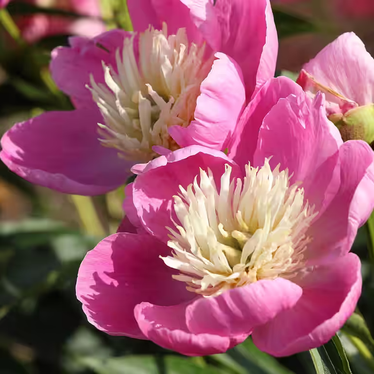Silkepion 'Bowl of love'