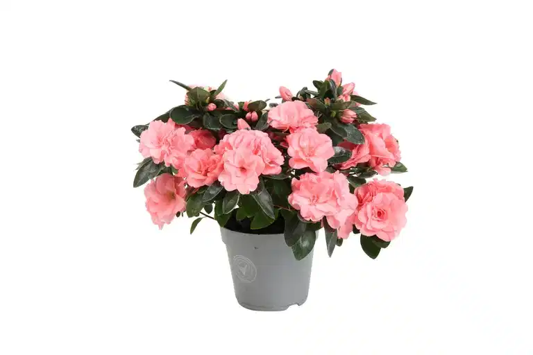 Rhododendron simsii 'Aiko Intense Rose' 12 cm