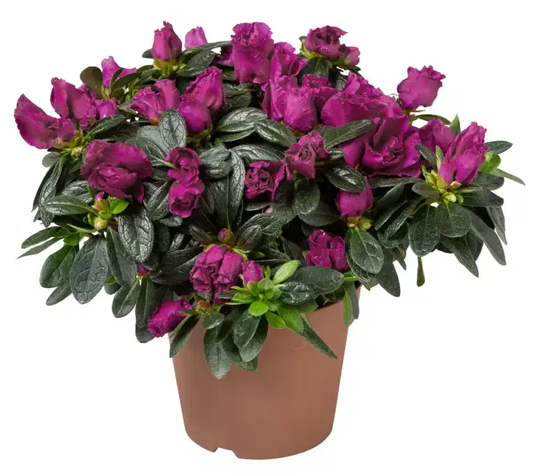 Rhododendron simsii Purple 12 cm