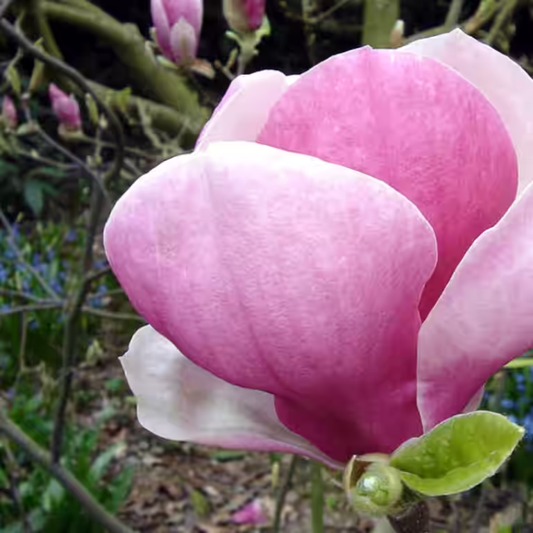Praktmagnolia