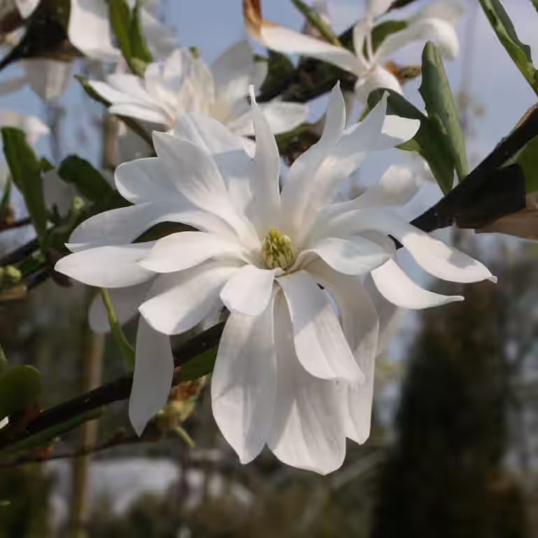 Stjernemagnolia 'Royal Star'