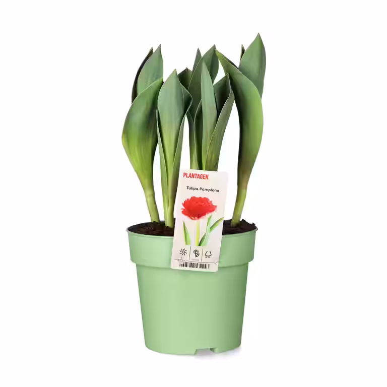 Tulipan  'Pamplona'