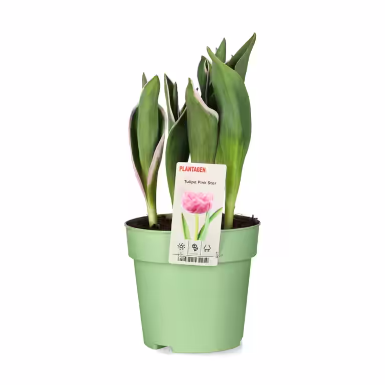 Tulipan 'Pink Star'