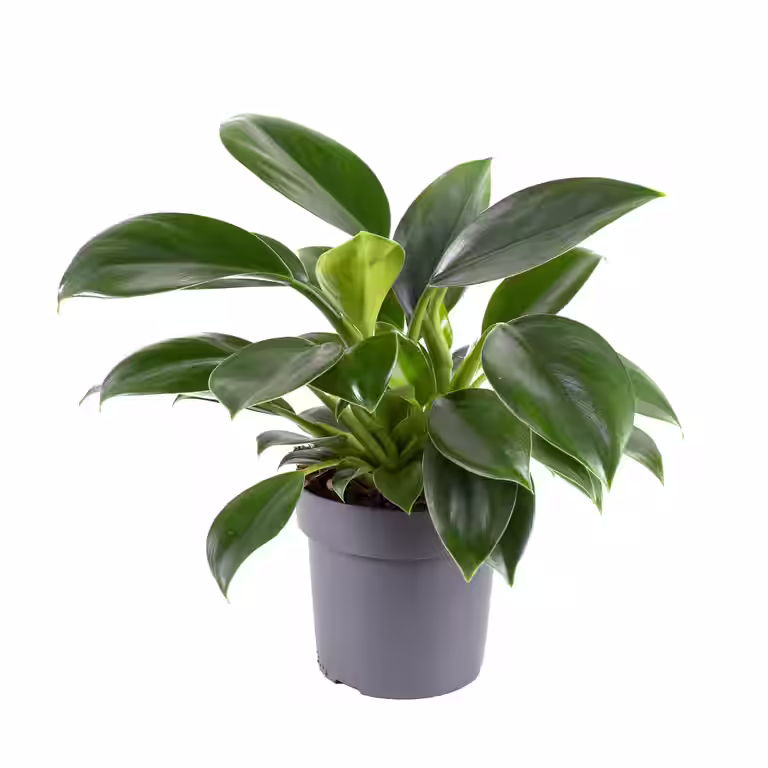 Philodendron 'Green Princess'