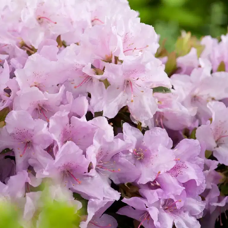 Rhododendron dwarf Robert Seleger' 17cm