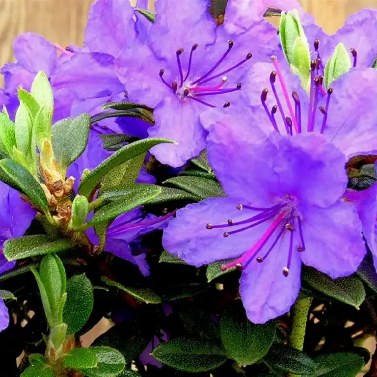Rhododendron dwarf 'Saint Merryn' 17cm