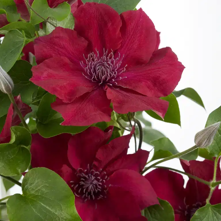 Clematis BOULEVARD® NUBIA™ rack 15cm