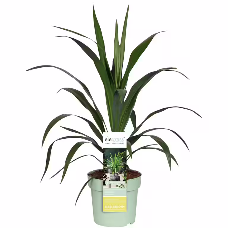 Australiadrakelilje  'Broadsword' EMERALD STAR