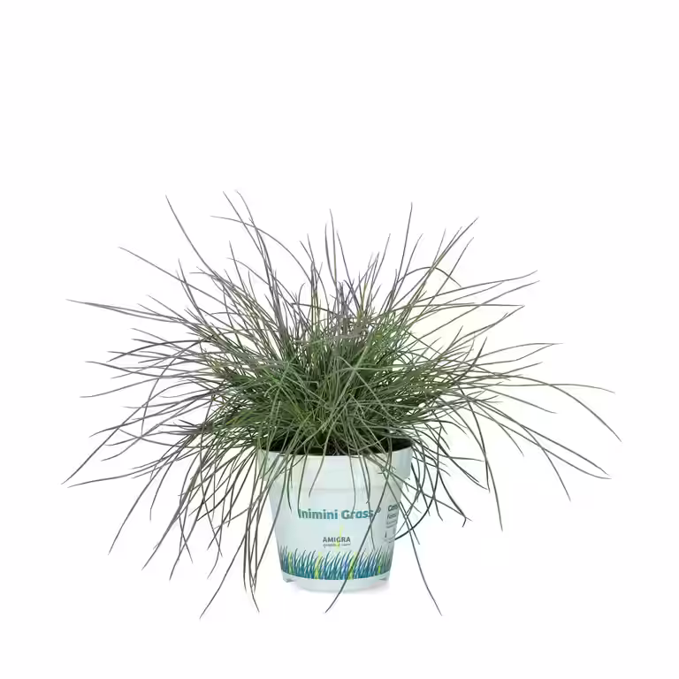 Blåsvingel 'Compact Blue'