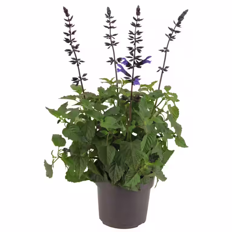 Salvie Salgoon® 'Lake Blueberry'