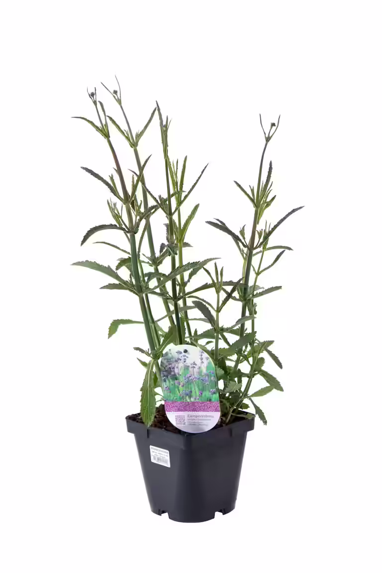 Kjempeverbena