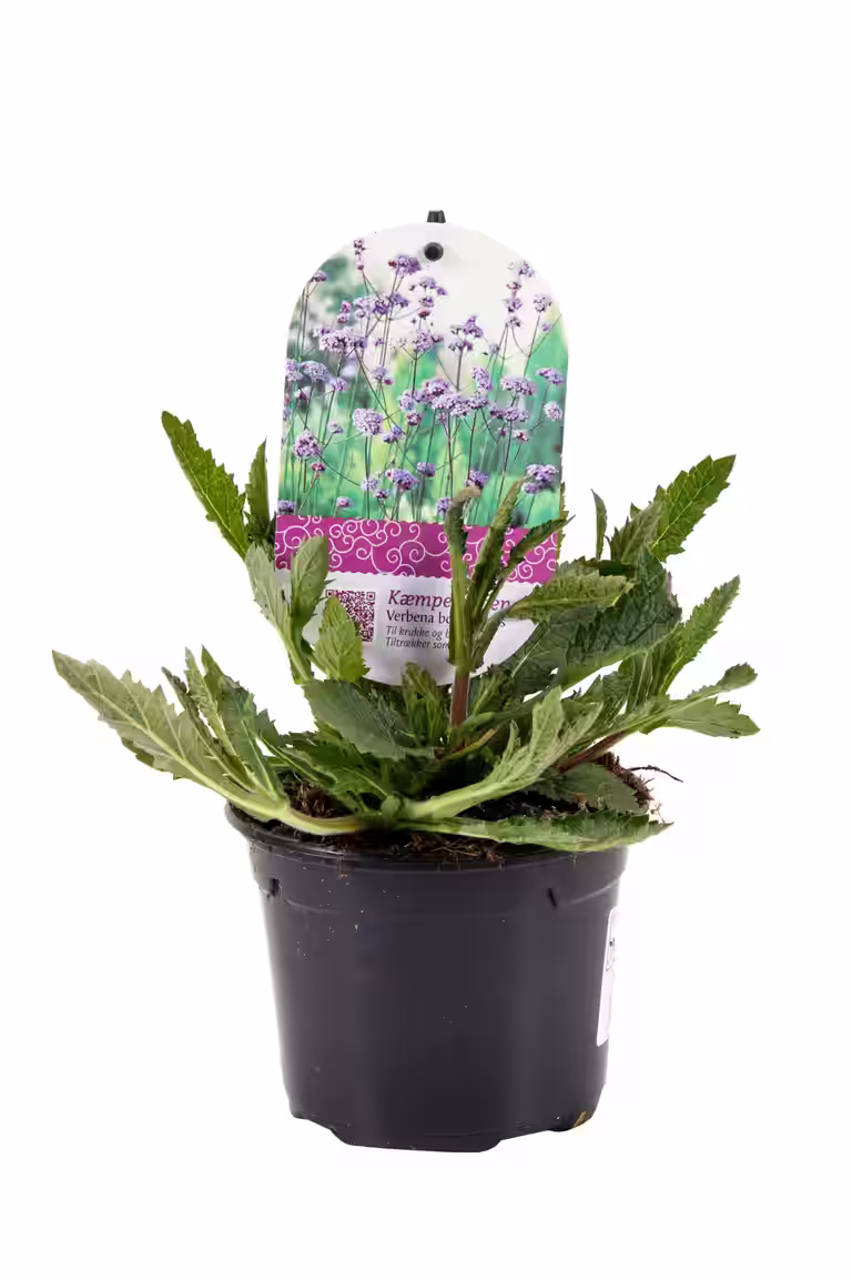 Kjempeverbena