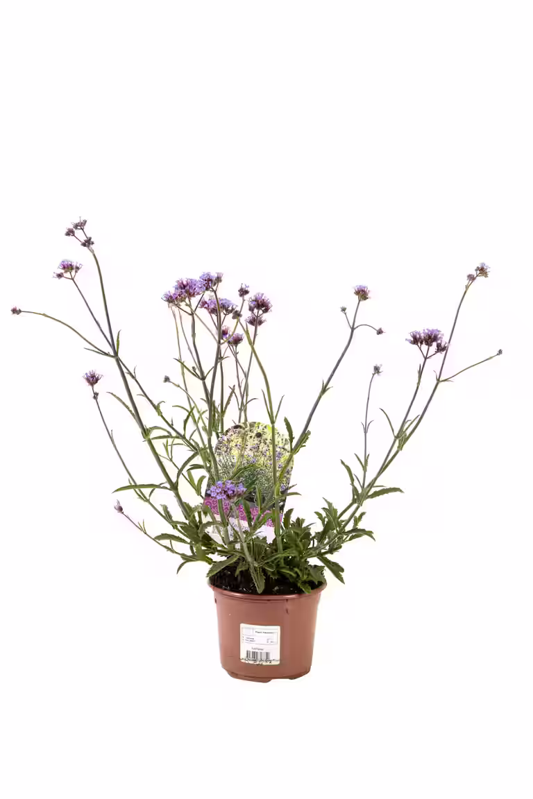 Kjempeverbena 'Lollipop'