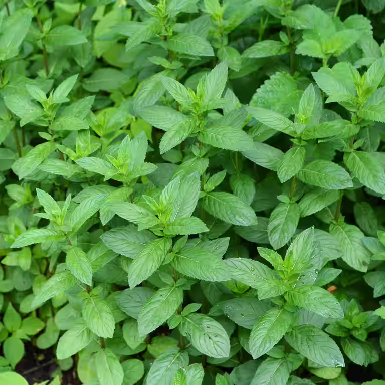 TEA Peppermynte 'Mandarin'