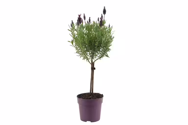 Sommerfugllavendel oppstammet