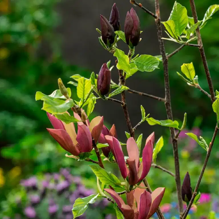 Magnolia 'Black Beauty' 25cm