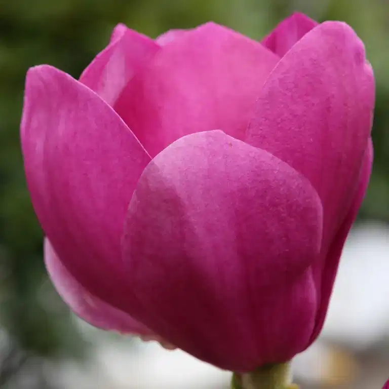 Magnolia x soulangeana 'Cleopatra' 25cm