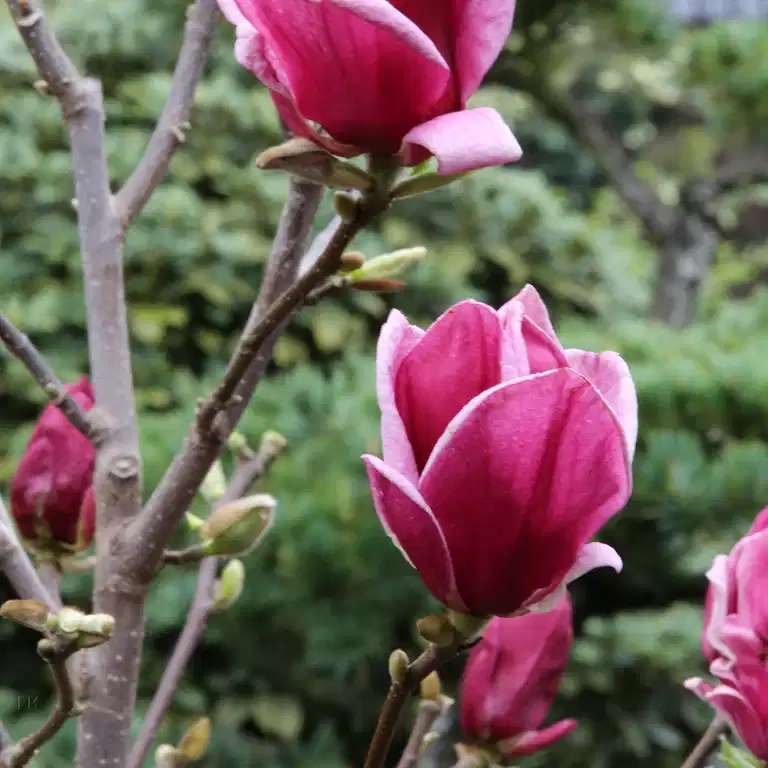 Magnolia 'Genie' 25cm