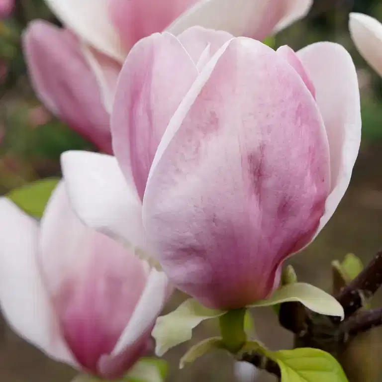 Magnolia x soulangeana 'Cameo' 25cm