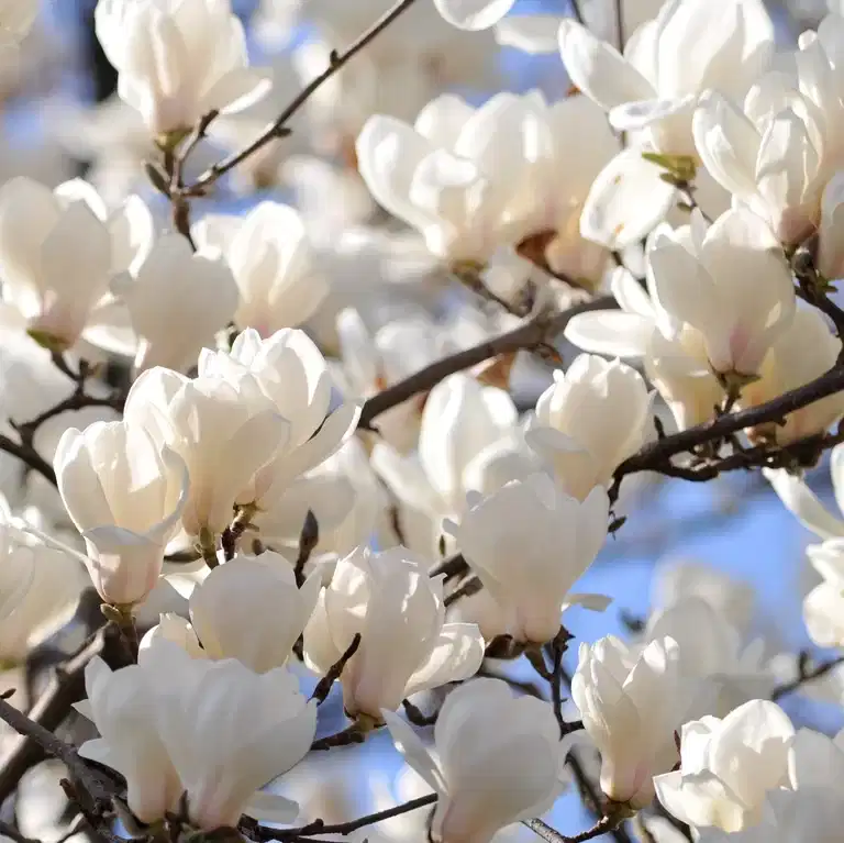 Magnolia x soulangeana 'Alba Superba' 25cm