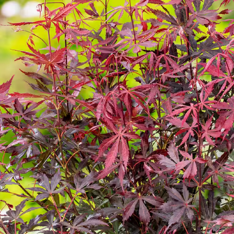 Japansk lønn 'Sumi-nagashi'
