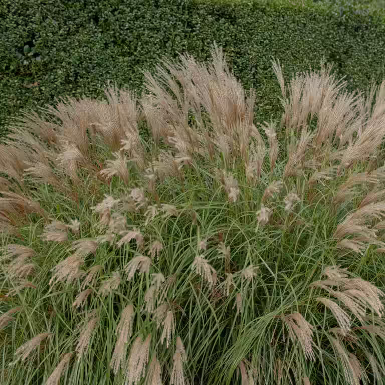Silkekinagras 'Adagio'