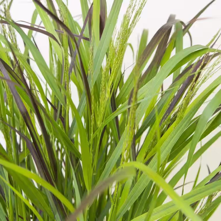 Staudehirse 'Squaw'