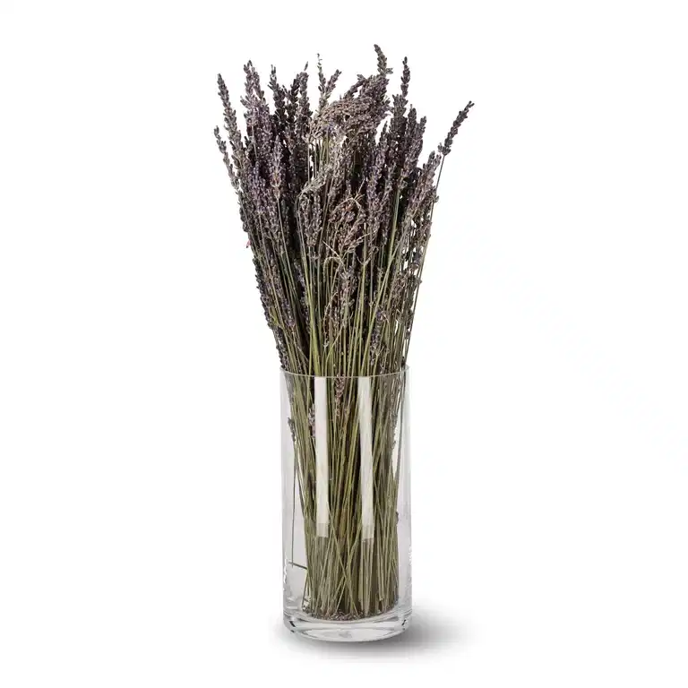 Lavendel Super Blue