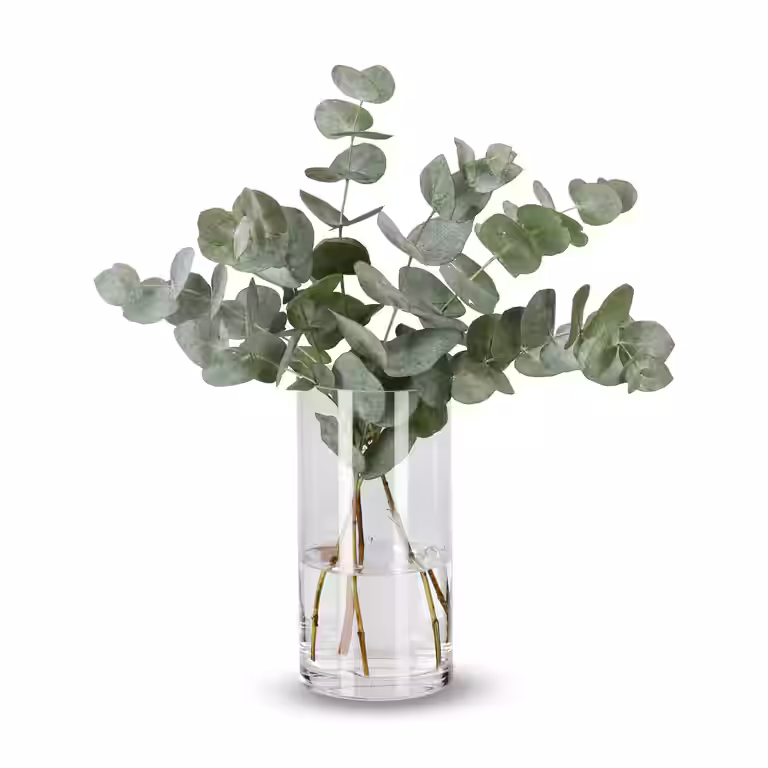 Eukalyptus 5pk