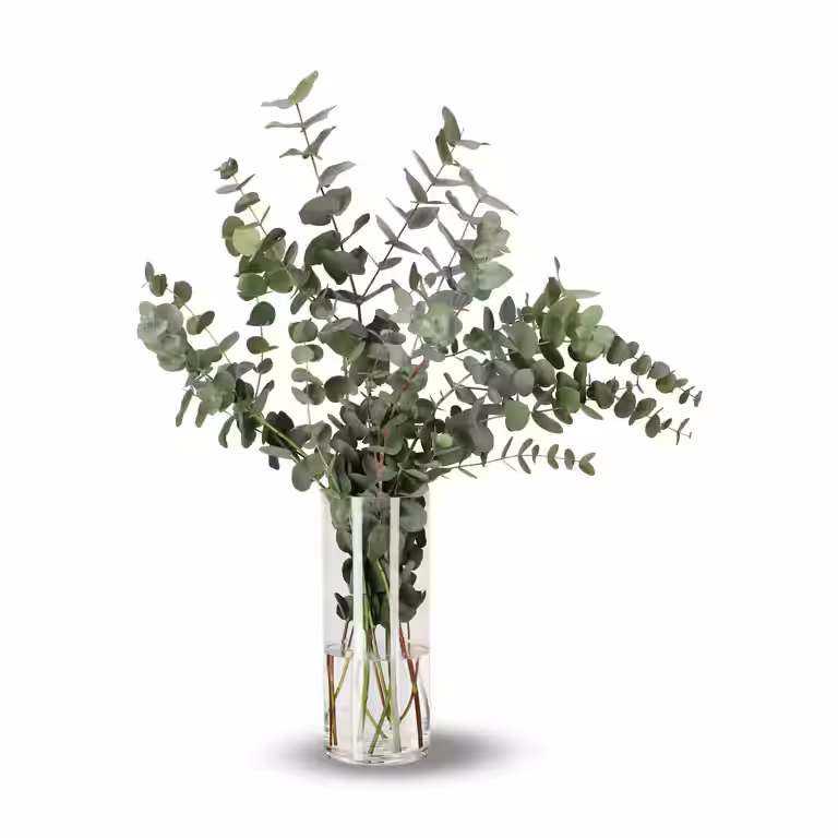 Eukalyptus 5pk