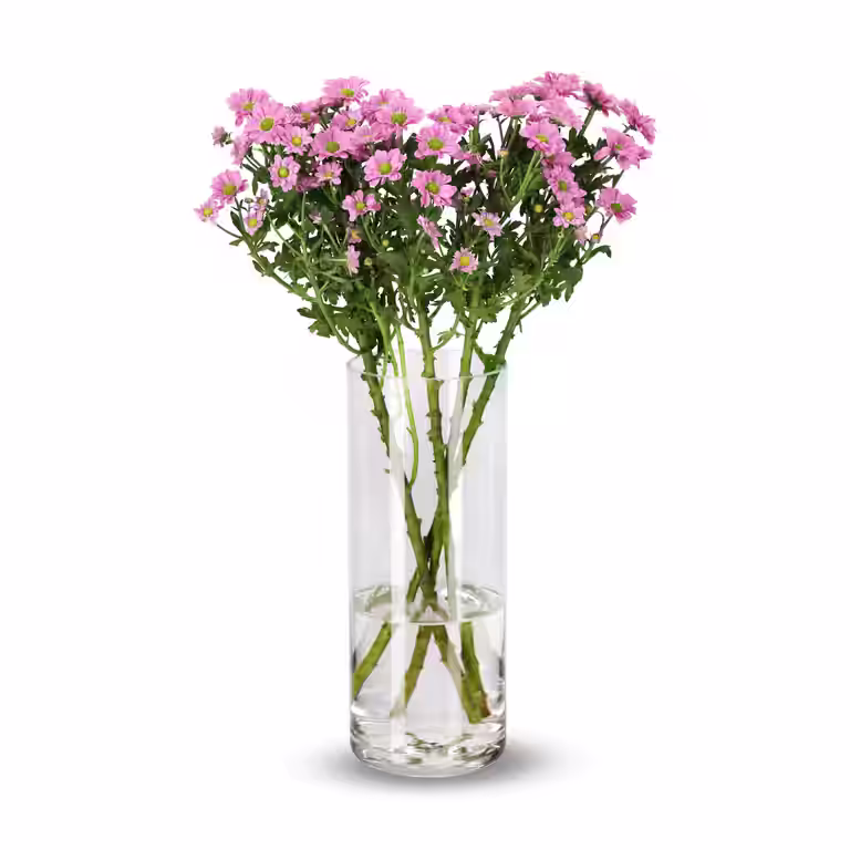 Krysantemum 4pk