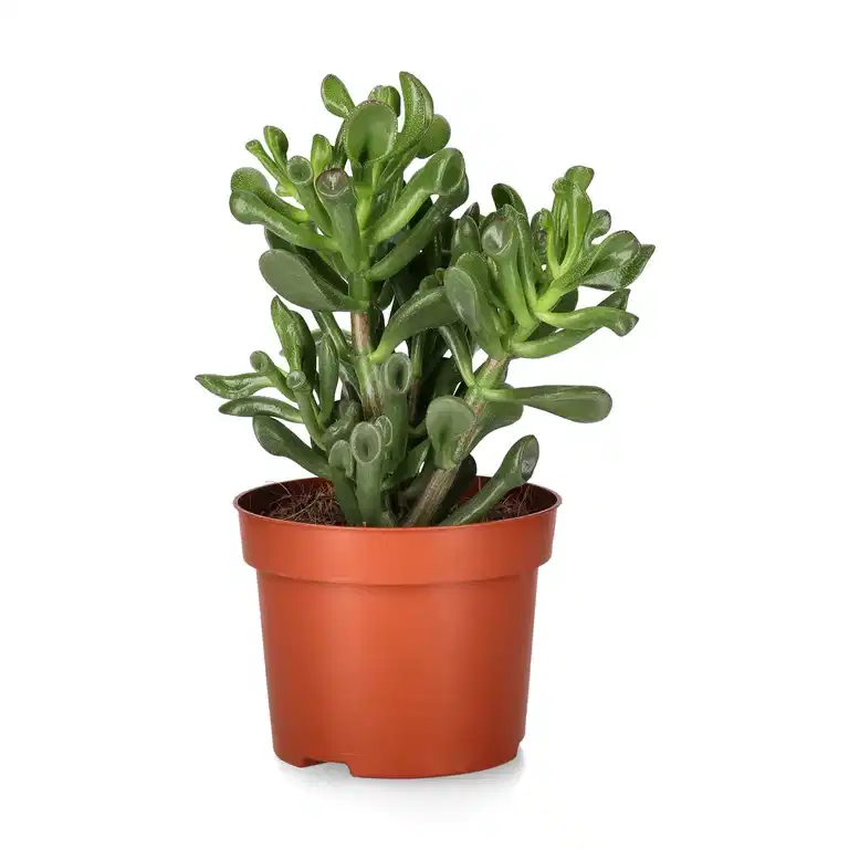 Crassula trumpet