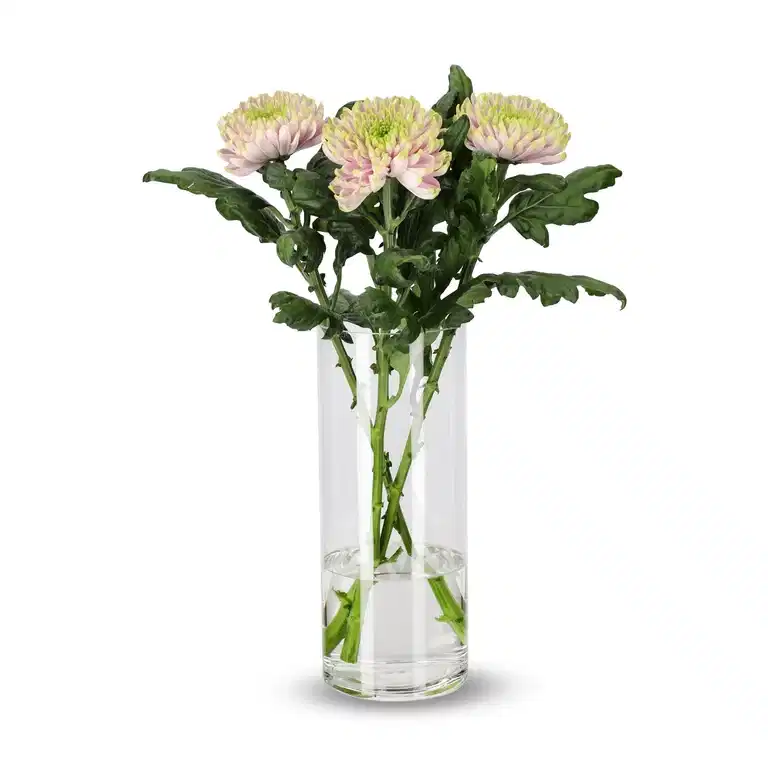 Chrysanthemum Uniflower