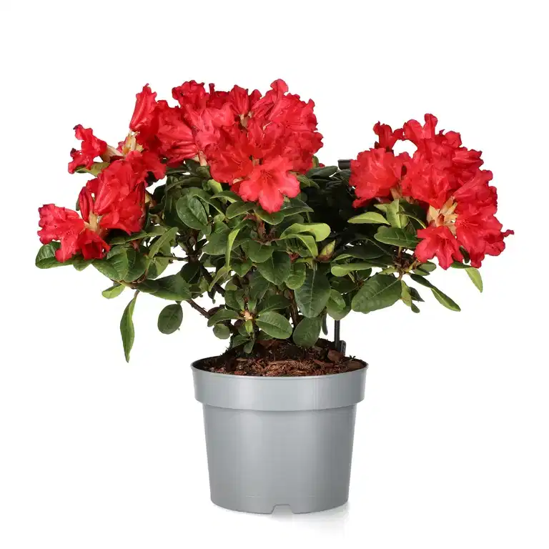 Rhododendron repens 'Scarlet Wonder'