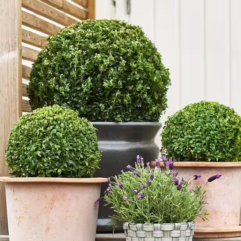 Buksbom – planting og stell