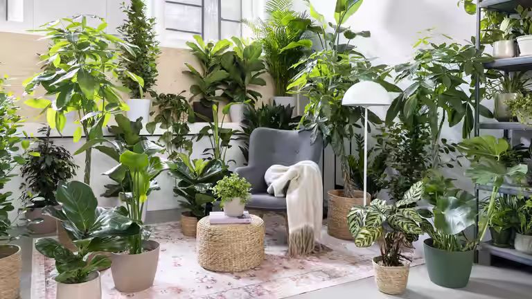 Plantasjen Asker gjenåpner 
