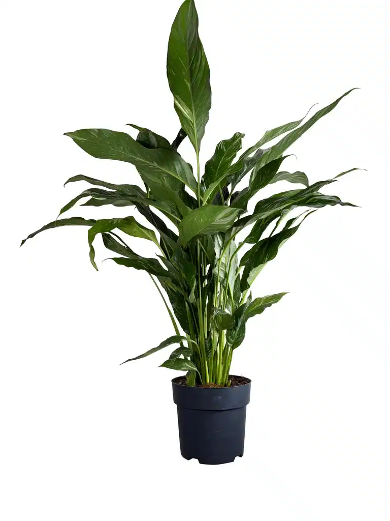 Spathiphyllum 'Diamond'